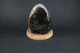 Oeuf de Septaria sauvage 804g - Pierres de Terre Happy