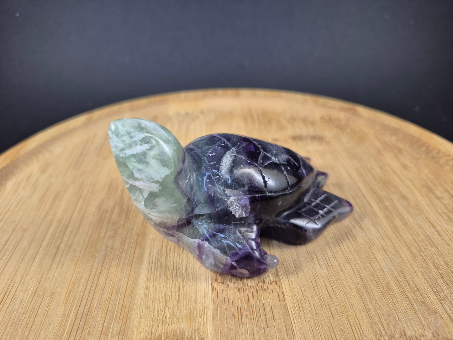 Tortue marine en Fluorine