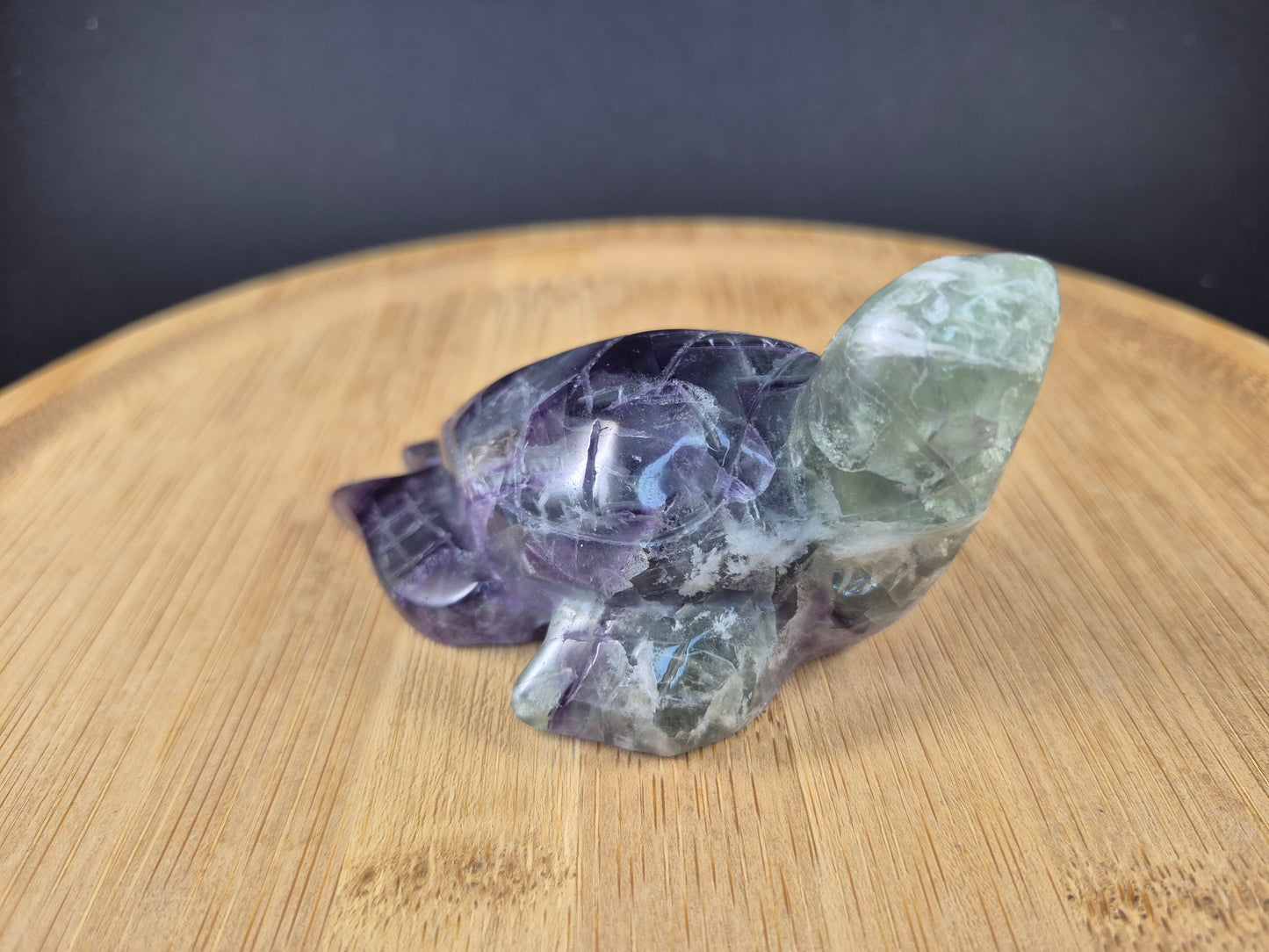 Tortue marine en Fluorine