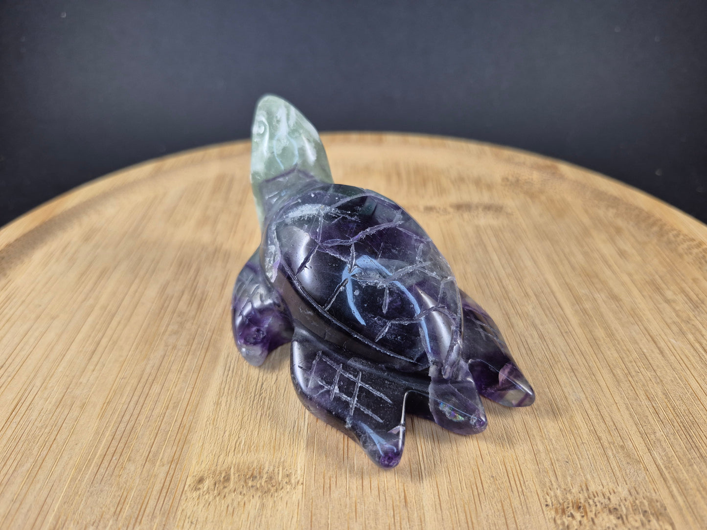 Tortue marine en Fluorine